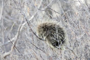 Porcupine Winter Bush frost Saskatchewan Canada cold
