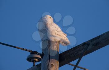 Snowy Owl on Pole winter in Saskatchewan Canada