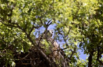 Swainson Hawk Saskatchewan in a nest Canada