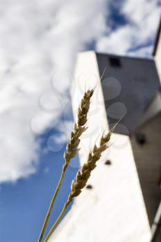 Grain Elevator Saskatchewan Canada Wheat Close Up