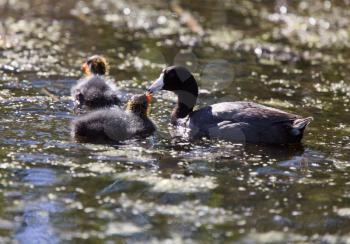 Baby Coot Waterhen in a Saskatchewan Canada Pond
