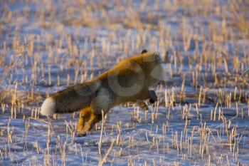Fox on the Run in winter rural prairie