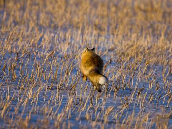 Fox on the Run in winter rural prairie