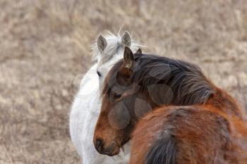 Prairie Horses Saskatchewan in field spring Canada