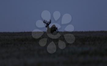 Prairie Mule Deer Wheat Field Dusk Jumping