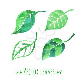 Watercolor leaves. Isolated. Vector set.