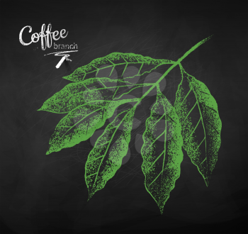 Vector chalk drawn sketch of coffee branch with leaves on chalkboard background.