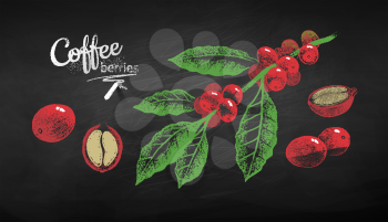 Vector chalk drawn sketches set of coffee branch whole and half cut berry with bean on chalkboard background.