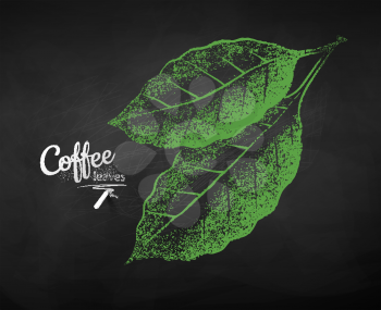 Vector chalk drawn sketch of coffee leaves on chalkboard background.