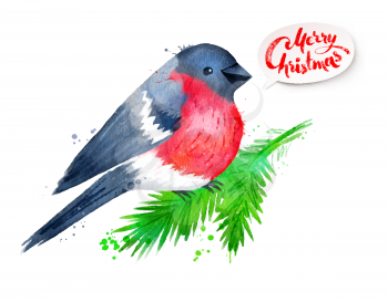 Vector Christmas watercolor illustration of bullfinch bird sitting on fir-tree branch with paint splashes isolated on white background.