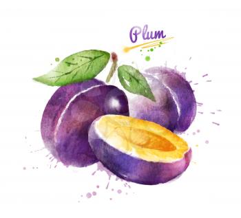Watercolor illustration of plum, whole and half with paint smudges and splashes.
