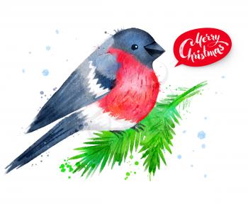 Christmas watercolor illustration of bullfinch bird sitting on fir-tree branch with paint splashes.