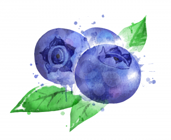 Watercolor vector isolated illustration of blueberry and leaf with paint smudges and splashes.