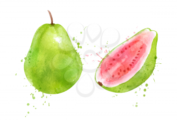 Watercolor isolated vector hand drawn illustration of Pink Guava fruit whole and slices. With paint splashes.