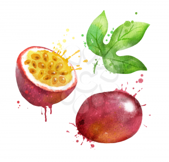 Watercolor isolated vector illustration of passionfruit whole and half with paint smudges and splashes.