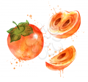 Watercolor isolated vector illustration of persimmon, whole, half and sliced with paint smudges and splashes.