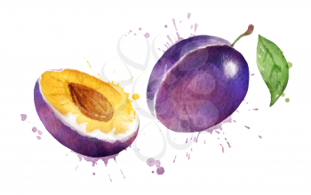 Watercolor isolated vector illustration of plum, whole and half with paint smudges and splashes.