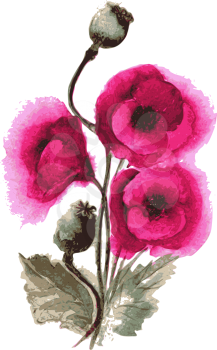 Vector illustration of poppies watercolor