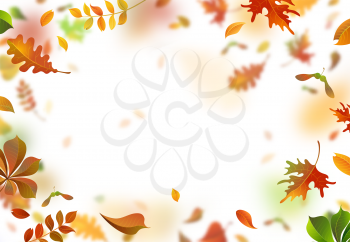 A lot of colourful leaves on white background. Nature horizontal backdrop. Blurred background. Oak, rowan, maple and chestnut leaves.