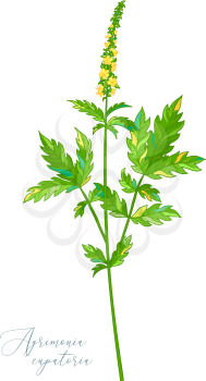 Agrimony. Healing herb with green with pinnate leaves and tiny yellow flowers. Natural remedy.