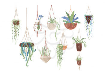 Houseplants in hanging pots flat vector illustrations set. Clay flowerpots and glass vase, interior design elements pack. Greenery, domestic plants collection isolated on white background