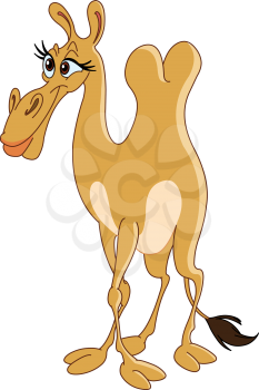 Female camel