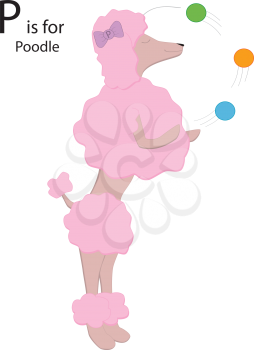 Royalty Free Clipart Image of a Poodle juggling to make the letter 'P'