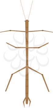Royalty Free Clipart Image of a Phasmatodea