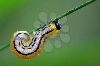 caterpillar of Papilionidae in the head branch  fennel 
