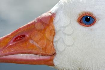 a white duck whit blue eye in buenos aires argentina