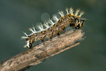 caterpillar of Papilionidae in the head branch