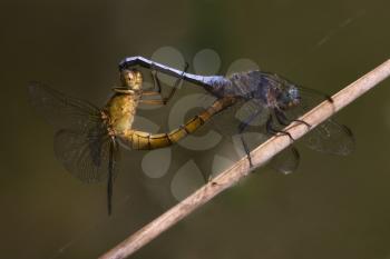 reproduction of two wild yellow  blue  dragonfly Sympetrum Fonscolombii on a wood leaf  in the bush