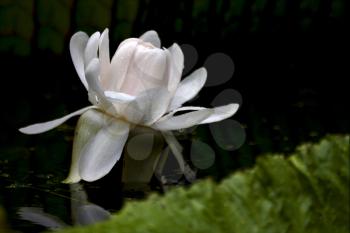 white nymphaea alba nympheacee nuphar leteum  in the garden of pamplemousses mauritius