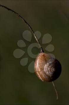 side of wild brown snail gastropoda  phyla minori on a brown branch  in the bush