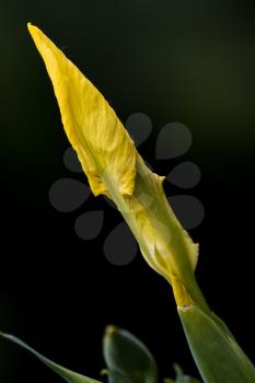 yellow Iris Pseudacorus in the black