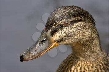 a close up of little a brown duck