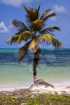 a palm in the wind in the blue lagoon in sian kaan mexico