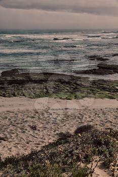 in south  africa beach walkway  near indian ocean flower  sky and rock
