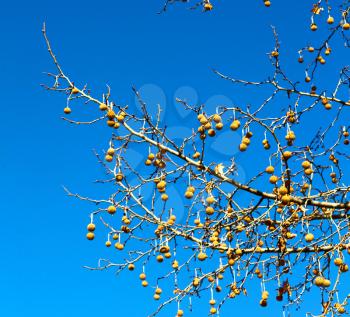 blur in south   africa old tree and his branches in the clear sky like abstract background