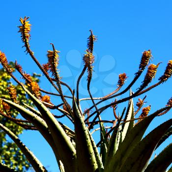 in south africa flower  sky and cactus with thorn like background