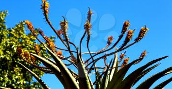 in south africa flower  sky and cactus with thorn like background