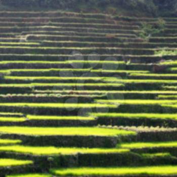 blur in  philippines  terrace field for coultivation of rice  from banaue unesco site 
