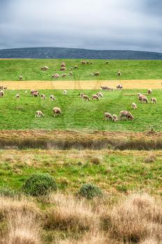 blur in south africa plant      land bush   and sheep  near the  hill