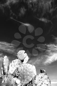 in south africa cloud sky and cactus with thorn like background