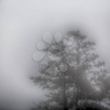 blur  in  philippines   a tree hidden by the rain fog