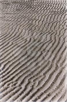in australia Whitsunday  Island and the texture abstract of the white beach