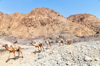 in  danakil ethiopia africa  in the  old dry river lots of camels with the mining salt walking in the valley to the market