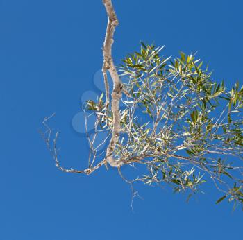 in  australia outback the tree and leaf in the clear sky