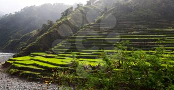 in  philippines  terrace field for coultivation of rice  from banaue unesco site 
