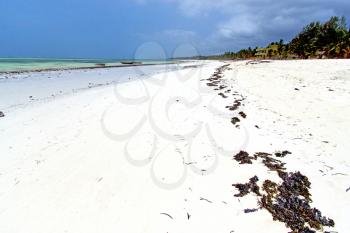zanzibar   beach  seaweed in indian ocean tanzania       sand isle   sky and boat
